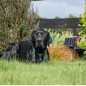 Kit Animaux de compagnie et Jardin Solaire