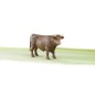Taureau