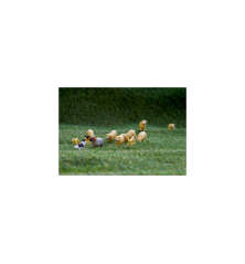 Troupeau de moutons