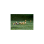 Troupeau de moutons