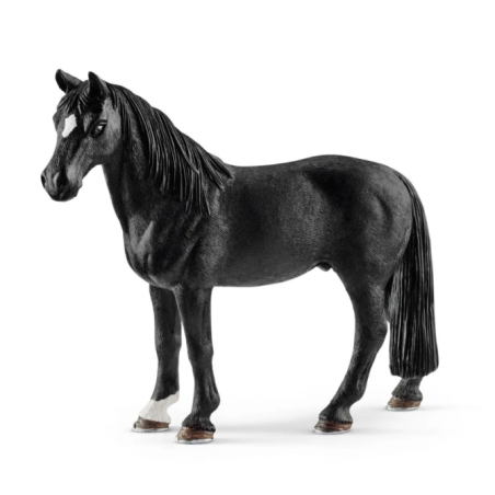 Hongre Tennessee Walker