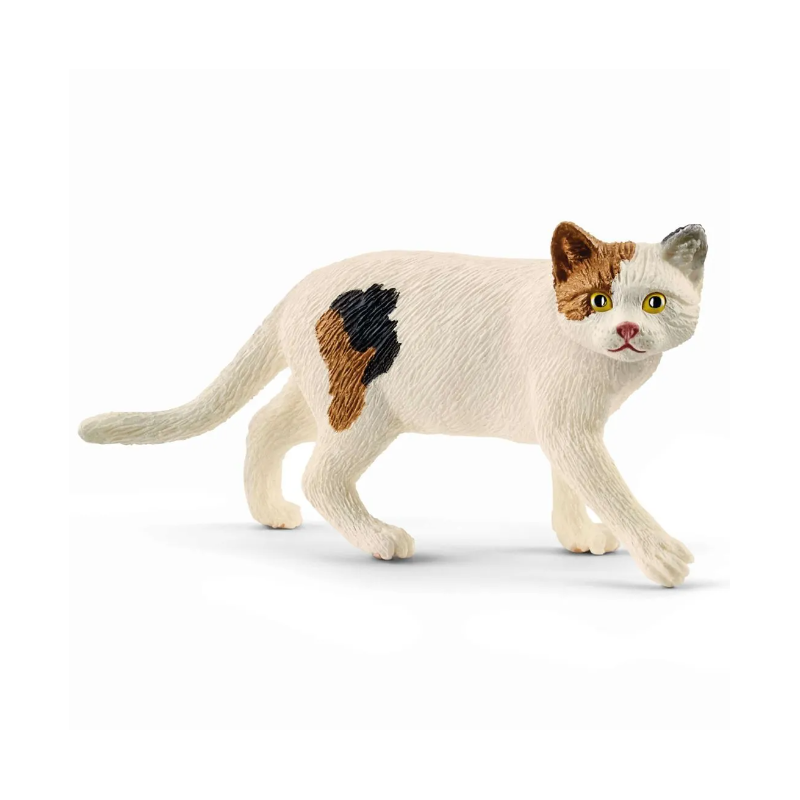 American Shorthair