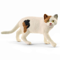 American Shorthair