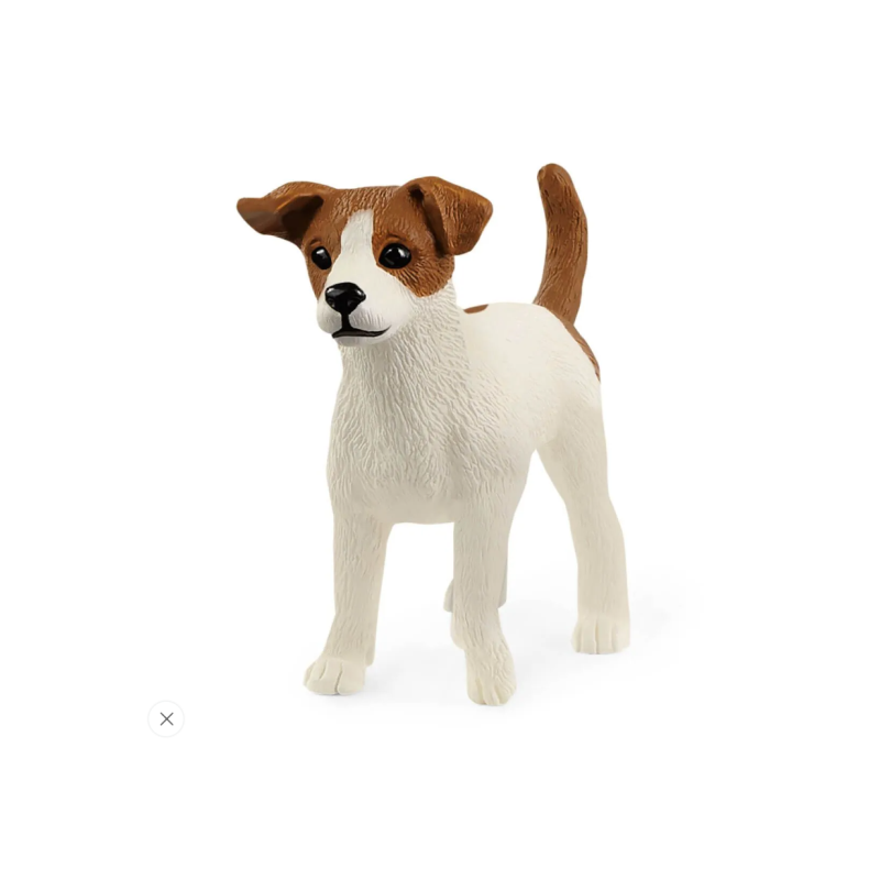 Jack Russell terrier
