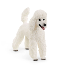 Caniche