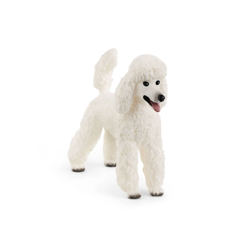 Caniche