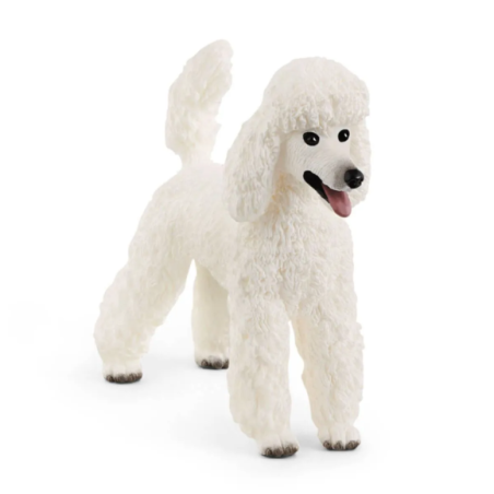 Caniche