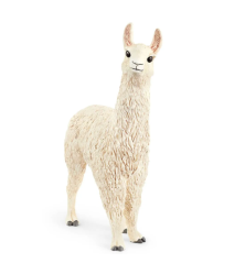 Lama