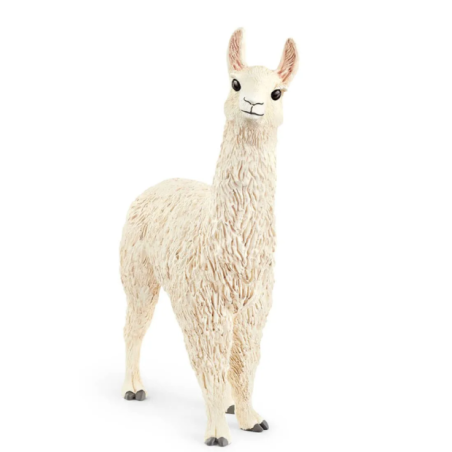 Lama