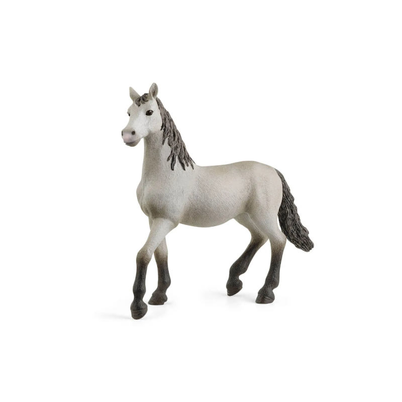 Poulain pure race Espagnole