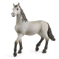 Poulain pure race Espagnole