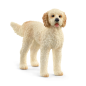 Chien Goldendoodle