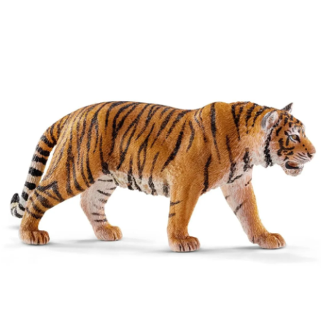 Tigre du bangale