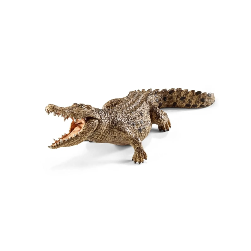 Crocodile
