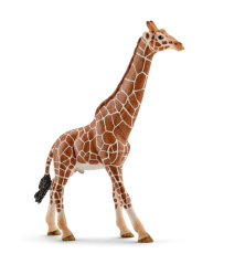Girafe mâle