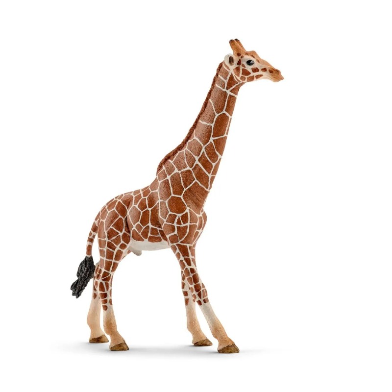 Girafe mâle