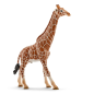 Girafe mâle