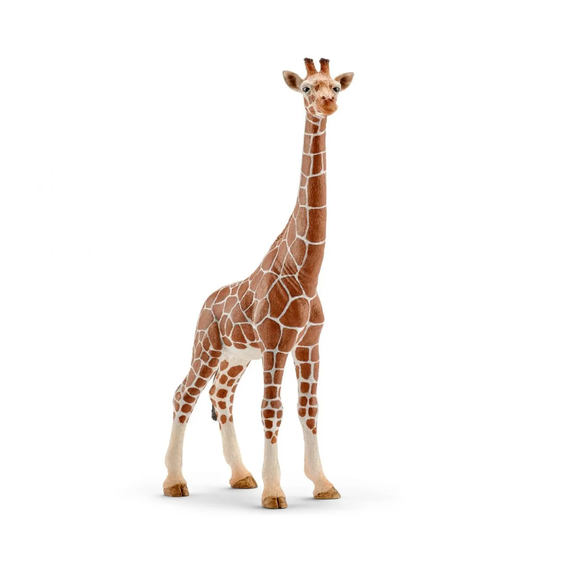 Femelle girafe