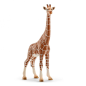 Femelle girafe
