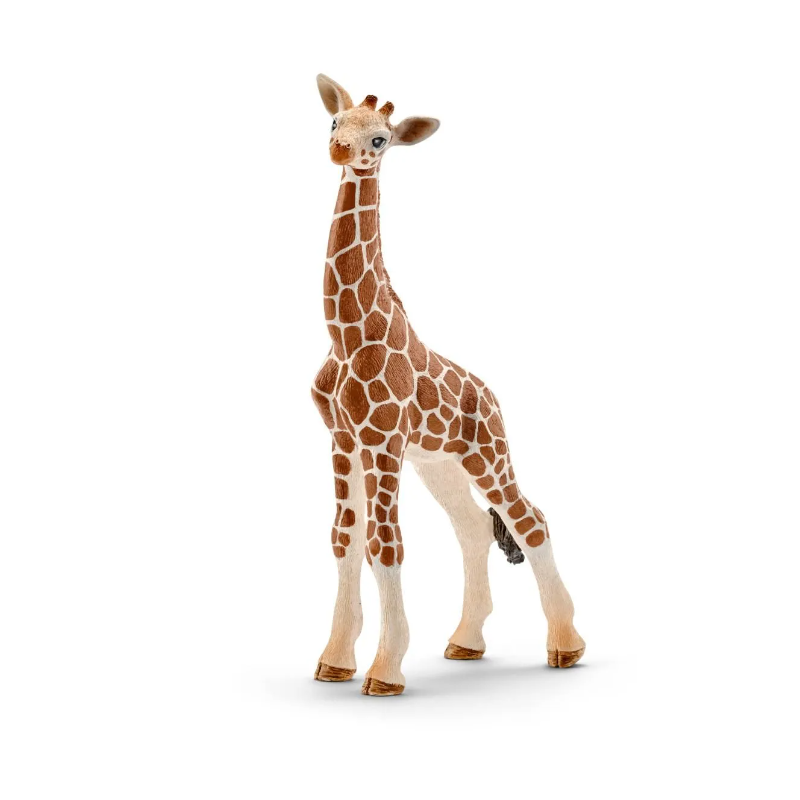 Bébé girafe