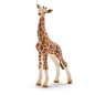 Bébé girafe