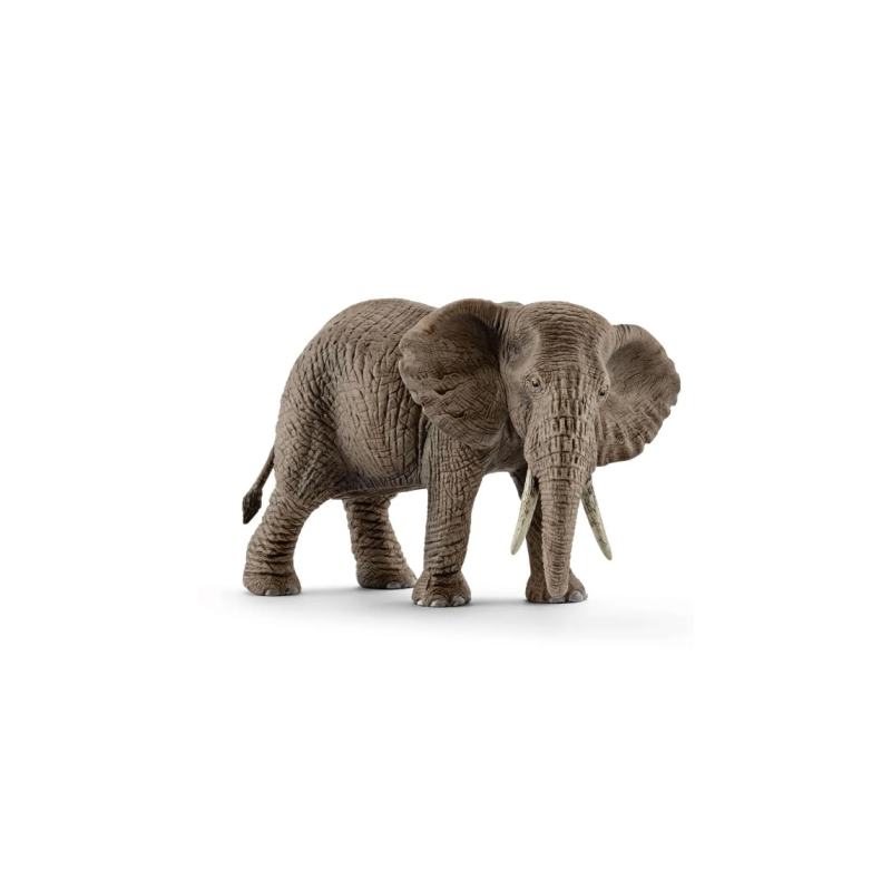 Éléphant d'Afrique femelle