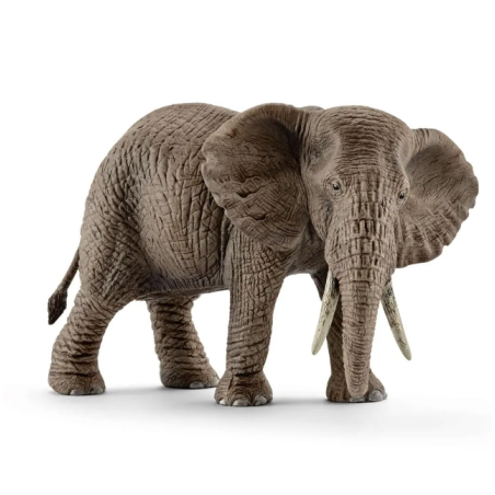 Éléphant d'Afrique femelle