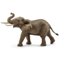 Éléphant d'Afrique mâle