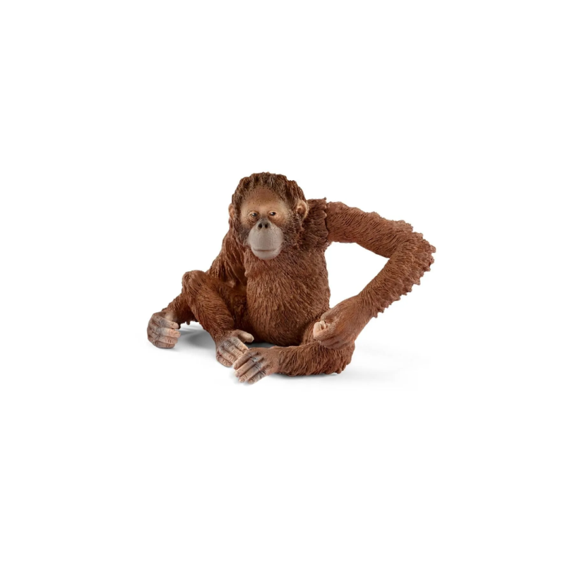 Orang-outan