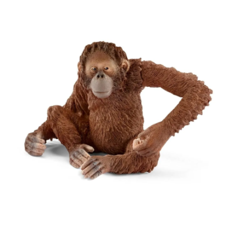 Orang-outan