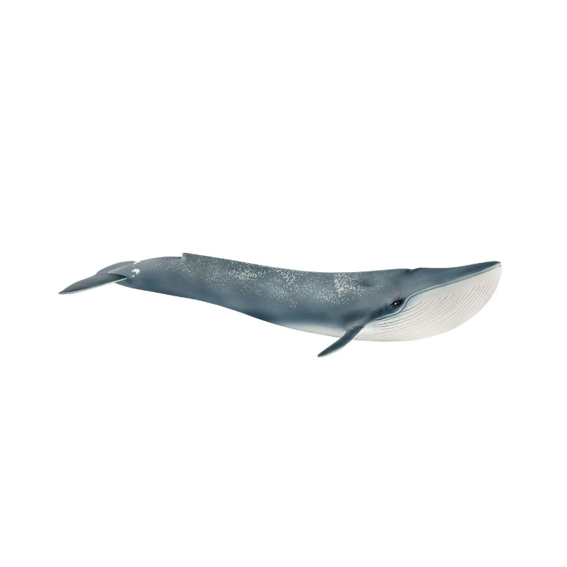 Baleine bleue