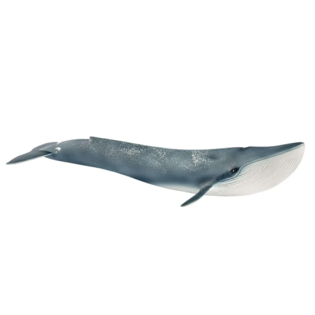 Baleine bleue