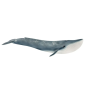 Baleine bleue