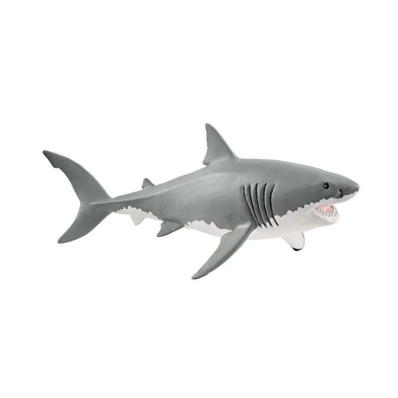Requin blanc