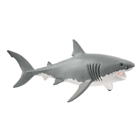 Requin blanc