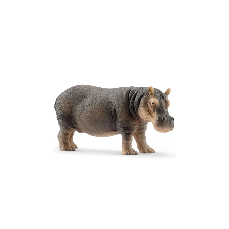 Hippopotame