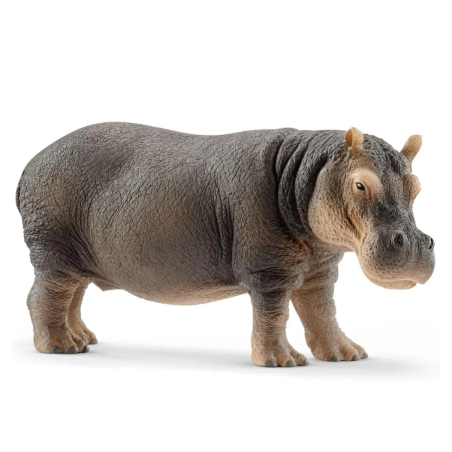 Hippopotame