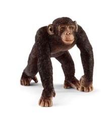 Chimpanzé mâle
