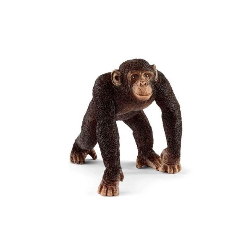 Chimpanzé mâle