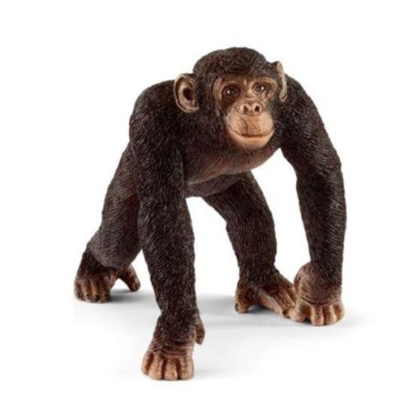 Chimpanzé mâle