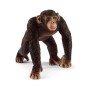 Chimpanzé mâle