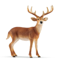 Cerf de virginie