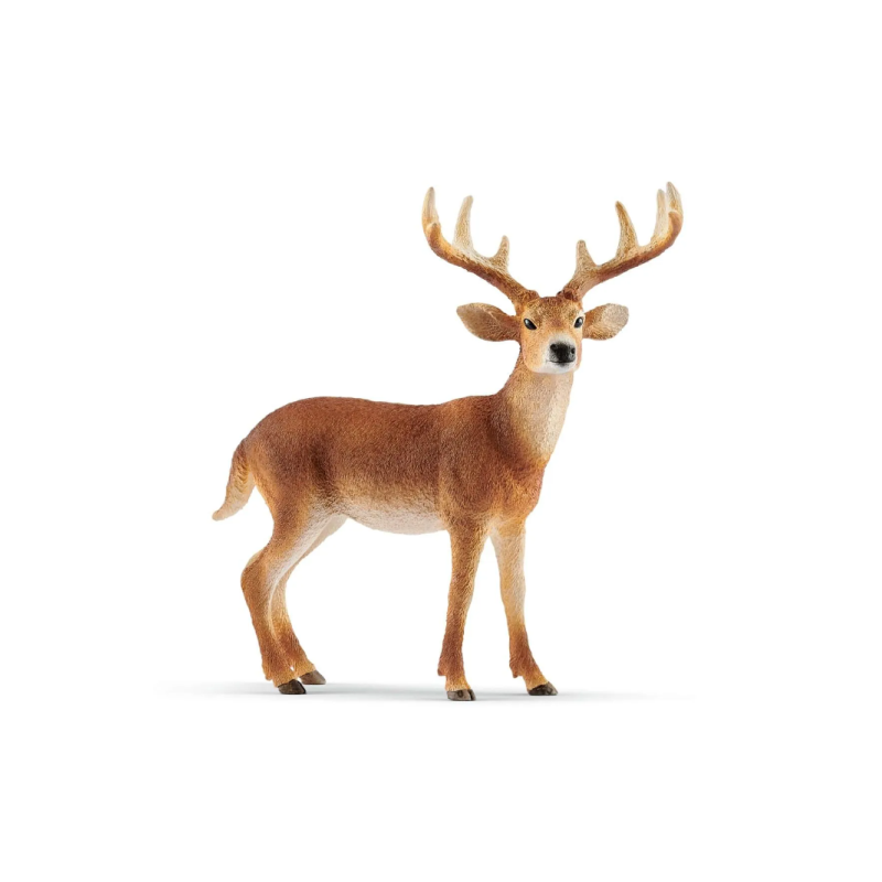 Cerf de virginie
