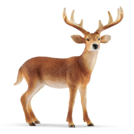 Cerf de virginie