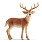 Cerf de virginie
