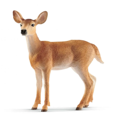 Biche de virginie