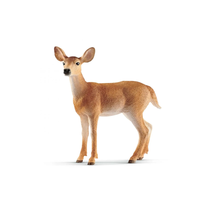 Biche de virginie