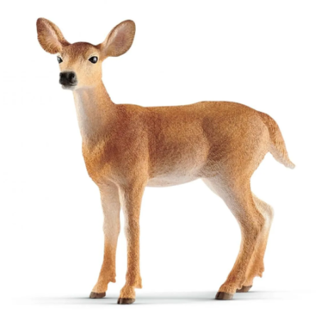 Biche de virginie