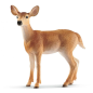 Biche de virginie