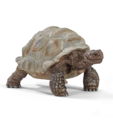 Tortue géante